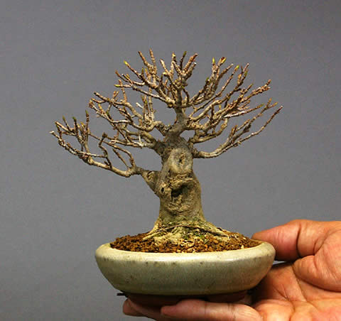 Mini Bonsai on Lot Of Twigs Diverged And It Grew Up To A Pleasant Tree  Because It
