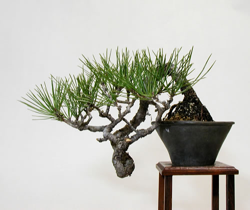 ミニ盆栽 アカマツ